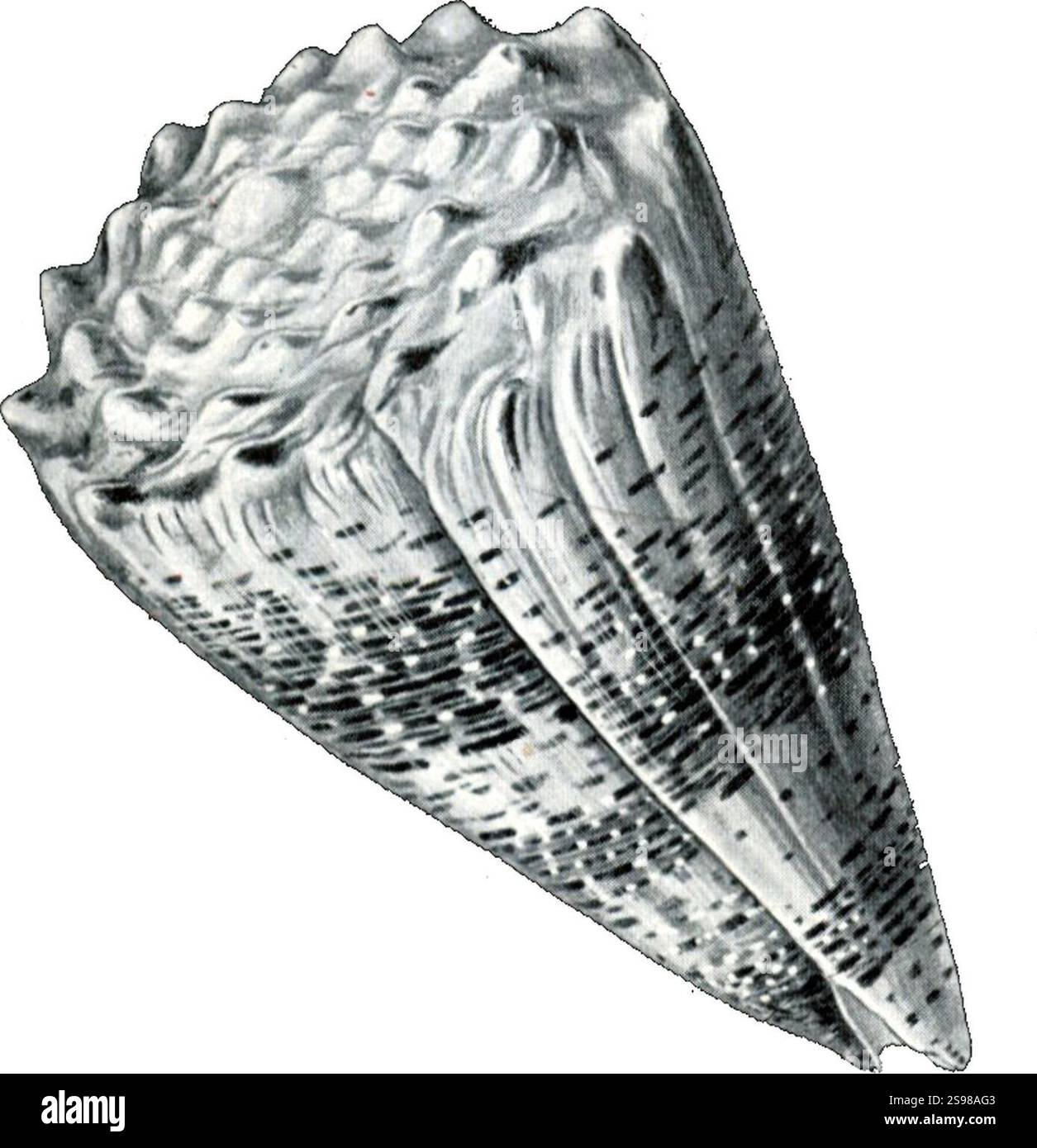 Haeckel Conus imperialis. Stockfoto