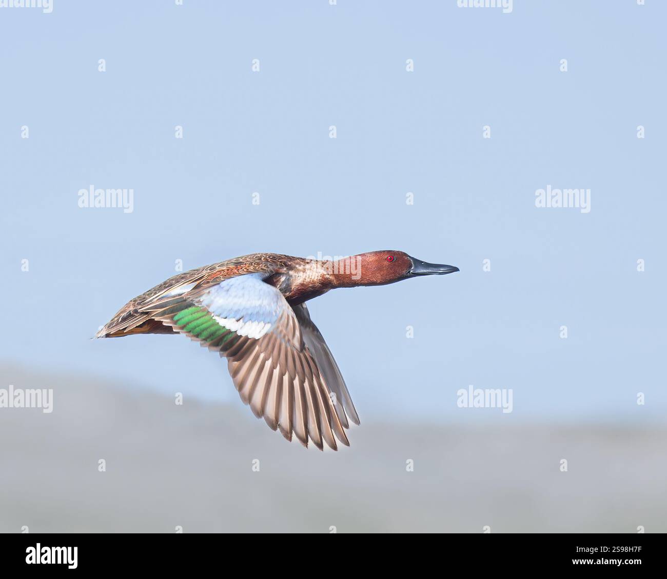 Ein Cinnamon Teal drake flügelt sich über Wyoming. Stockfoto