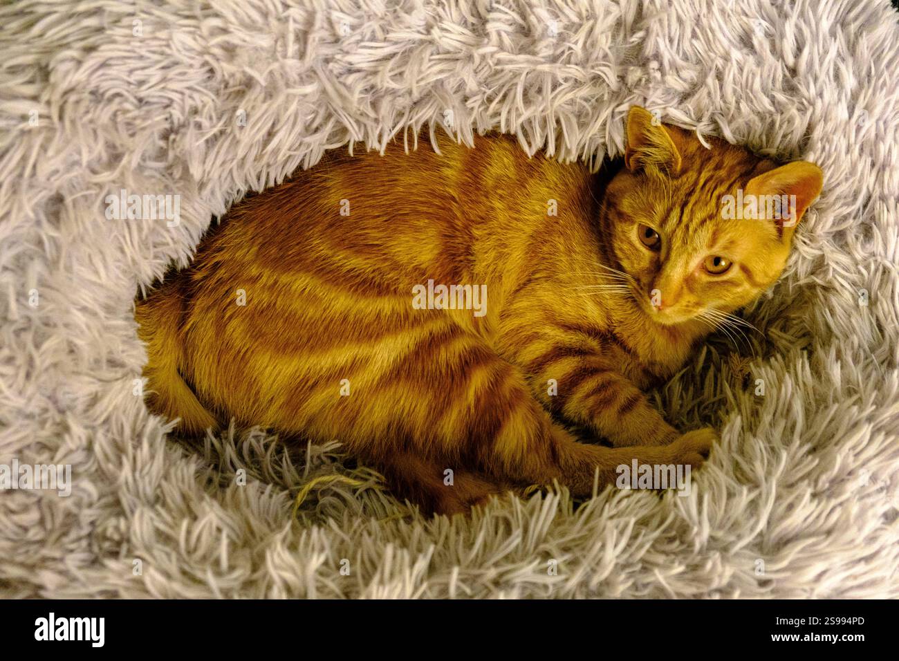 Orange Baby Katze in seinem Zwinger Stockfoto