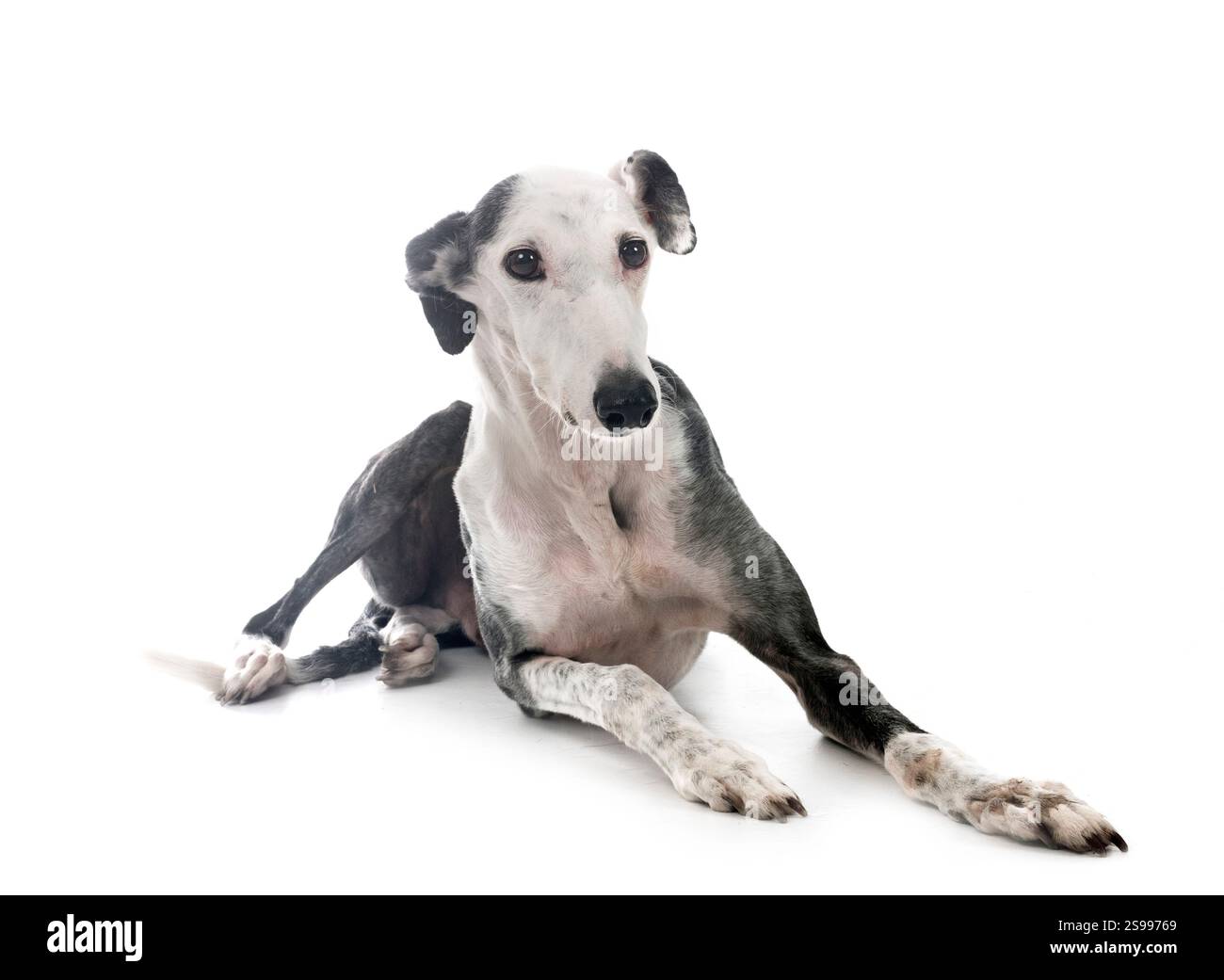 Galgo Espanol vor weißem Hintergrund Stockfoto