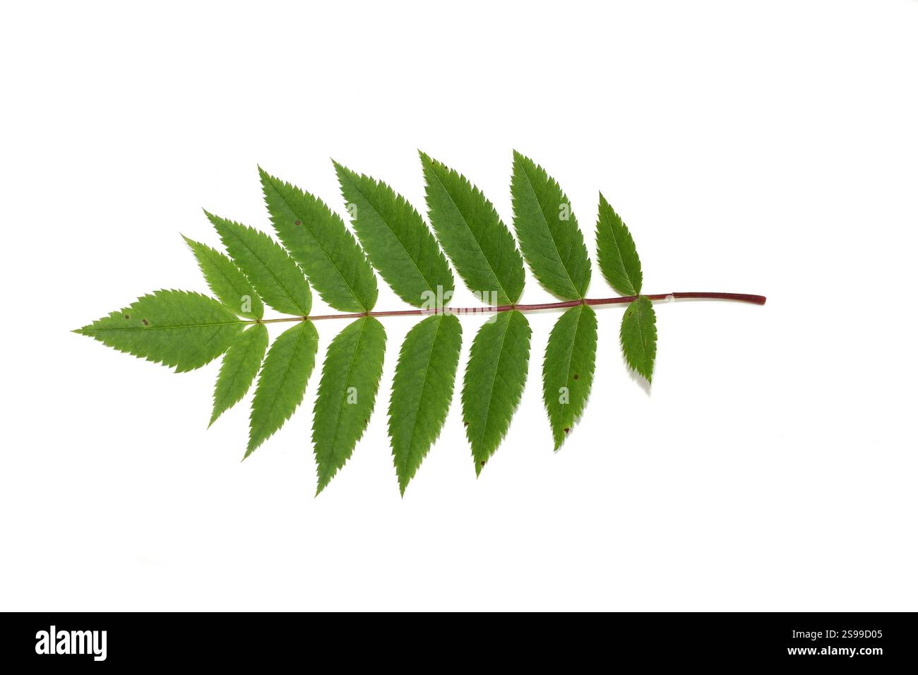 Blatt aus nördlicher Bergasche auf weißem Hintergrund Stockfoto