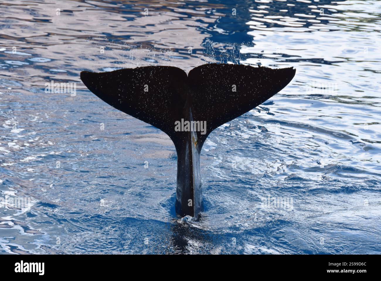 Killerwal Orcinus Orcas Schwanz, der Ozean plätschert Stockfoto