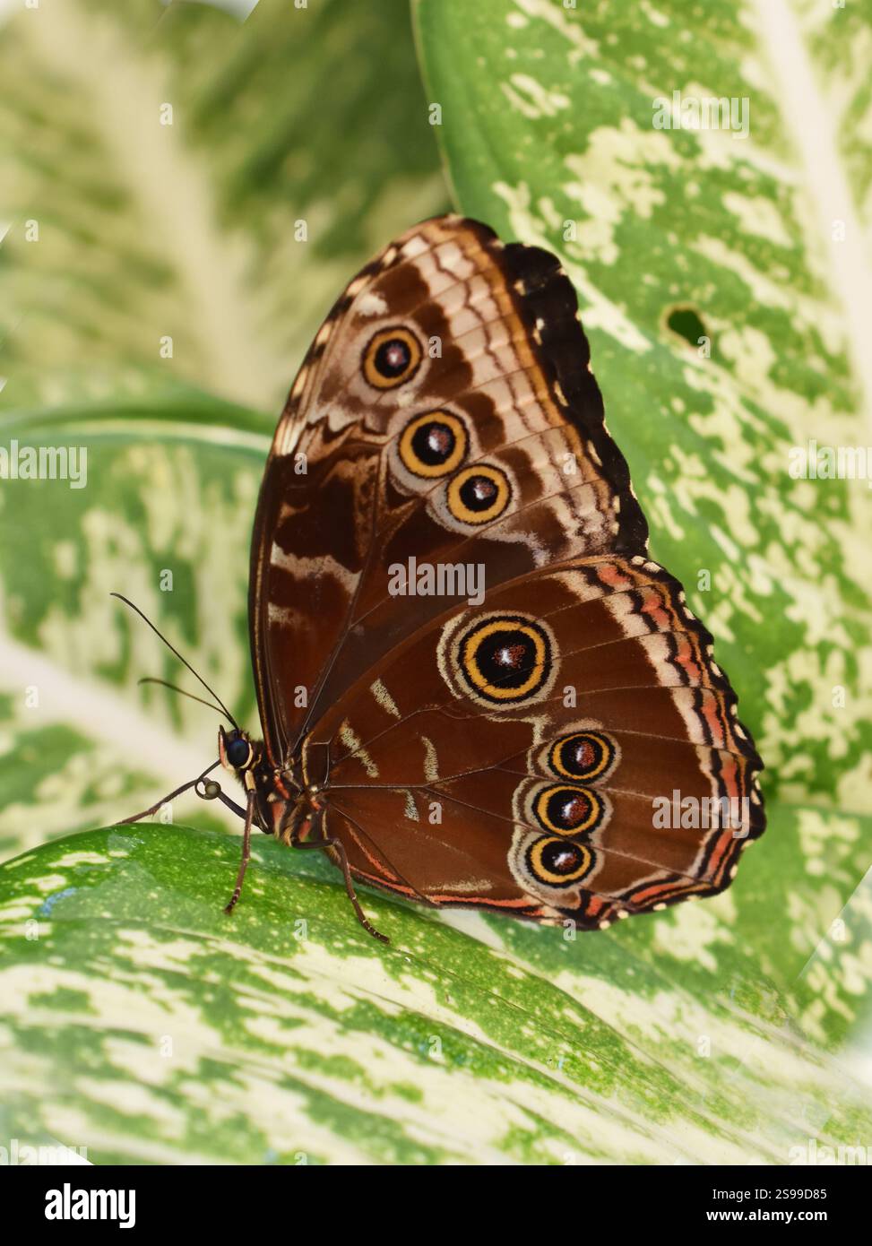 Der gewöhnliche blaue Schmetterling Morpho peleides Flügel unter den Augentöpfen Stockfoto