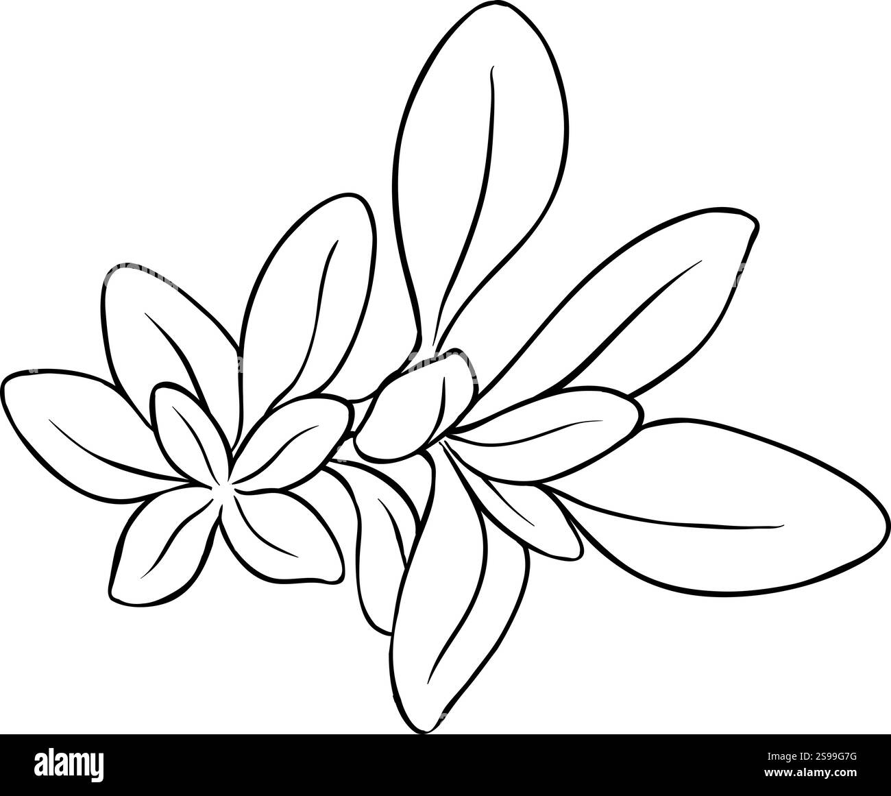 Salbei Pflanze mit Blumen Umrissillustration Stock Vektor