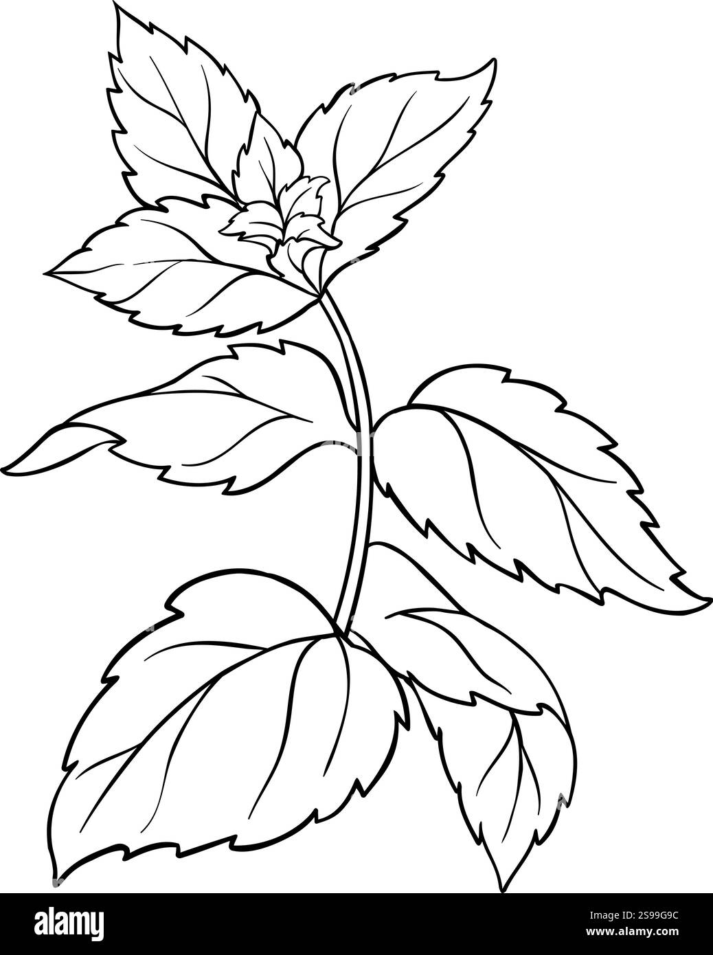 Illustration der Kontur des Pepperminzzweigs des Vektors Stock Vektor