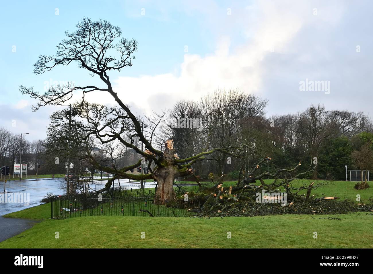 Januar 2025. Glasgow Schottland, Großbritannien. Wetter. Sturm Eowyn verursachte Zerstörung in Glasgow und Schottland. Dieser historische Sycamore-Baum auf der Südseite von Glasgow, der vermutlich mehr als 400 Jahre alt ist und an dem einst Lord Darnley und Mary Stuart Queen of Scotland saßen, wurde durch die verheerenden Winde, die etwa 100 KM/H erreichen, völlig zerstört. Der große alte Baum war ein vertrauter Anblick am Stadtrand von Glasgows Südseite. Credit Douglas Carr/Alamy Live News Stockfoto