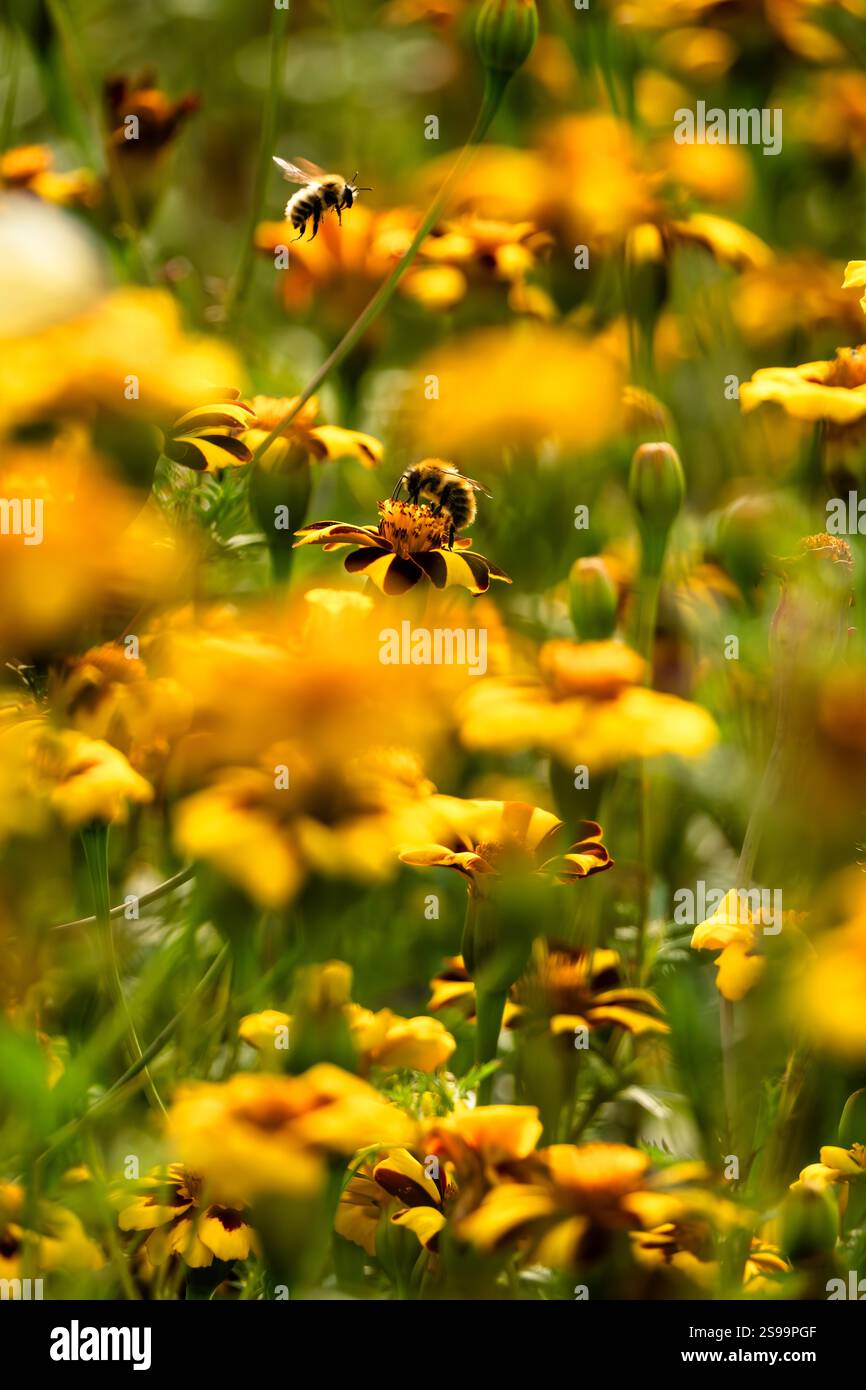 Hummeln bestäuben in einem Sommergarten lebendig gestreifte französische Ringelblumen Stockfoto