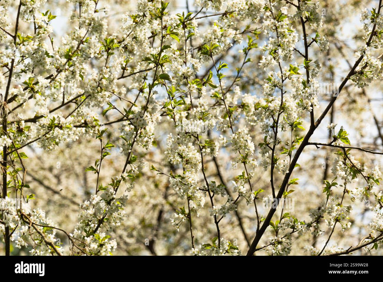 Zweige mit blühenden weißen Blüten eines Obstbaums in einem Obstgarten, sonniger Frühlingstag Stockfoto