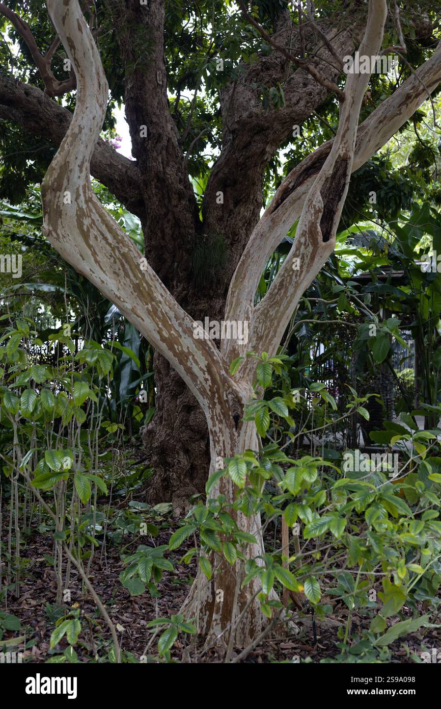 Eugenia luschnathiana - Pitomba-Baum. Stockfoto