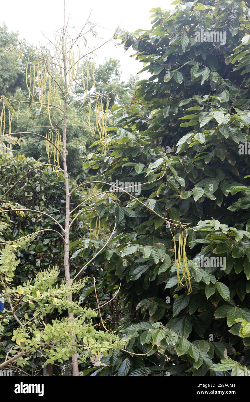 Sesbania grandiflora - Kolibri Baum. Stockfoto