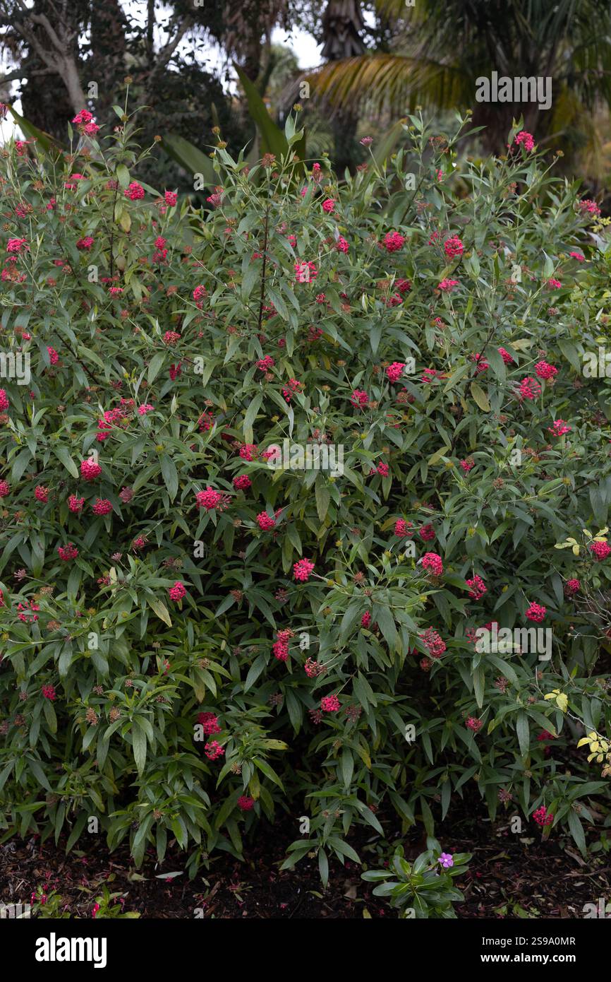 Rondeletia leucophylla - Panama Rosenstrauch. Stockfoto