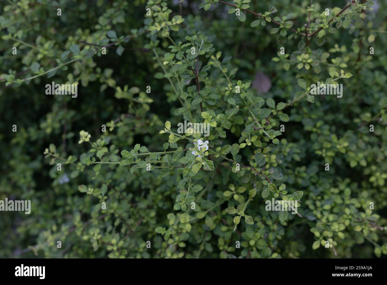 Lippia micromera - falscher Oregano. Stockfoto