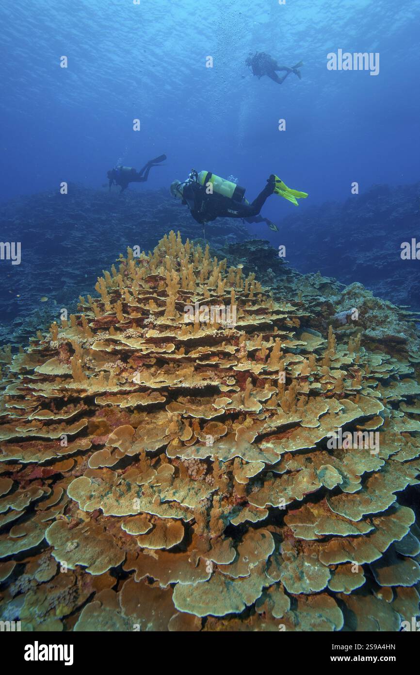 Intakte lebende Kolonie von Steinkorallen Hartkorallen Korallen Korallen (Acropora) Riffbildung Korallen Korallenblock im intakten Korallenriff, Pazifik, Yap Island, Y Stockfoto