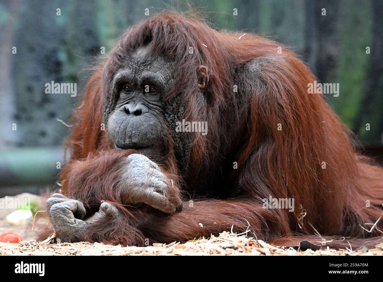 25. Januar 2025: Dvur Kralove nad Labem, Tschechische Republik: Weibliche Bornean-Orang-Utan (Pongo pygmaeus) namens Zaneta spielt in ihrem Gehege im Safari Park Dvur Kralove in Tschechien. Wie andere Menschenaffen sind auch die Borneanischen Orang-Utans hochintelligent und zeigen den Einsatz von Werkzeugen und unterschiedliche kulturelle Muster in der Wildnis. Orang-Utans teilen etwa 97 % ihrer DNA mit Menschen. (Kreditbild: © Slavek Ruta/ZUMA Press Wire) NUR REDAKTIONELLE VERWENDUNG! Nicht für kommerzielle ZWECKE! Stockfoto