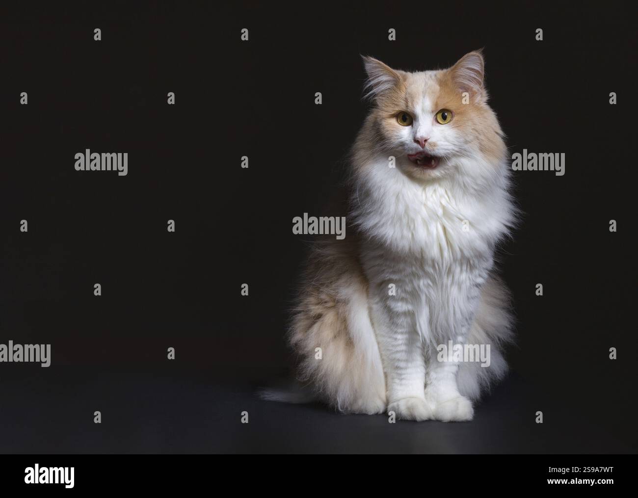 Ginger White Cat isoliert auf schwarzem Hintergrund. Tierporträt Stockfoto