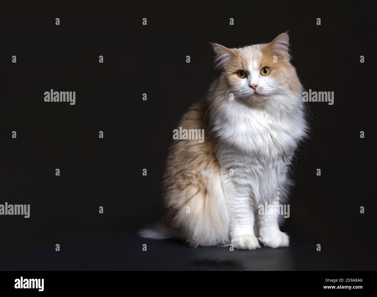 Ginger White Cat isoliert auf schwarzem Hintergrund. Tierporträt Stockfoto