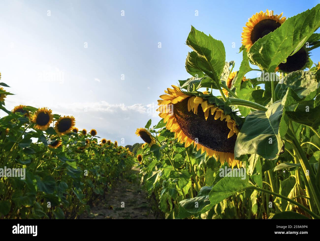 Ein Feld mit dekorativen Sonnenblumen mit orangefarbenen Blüten. Niedersachsen, Deutschland, Europa Stockfoto