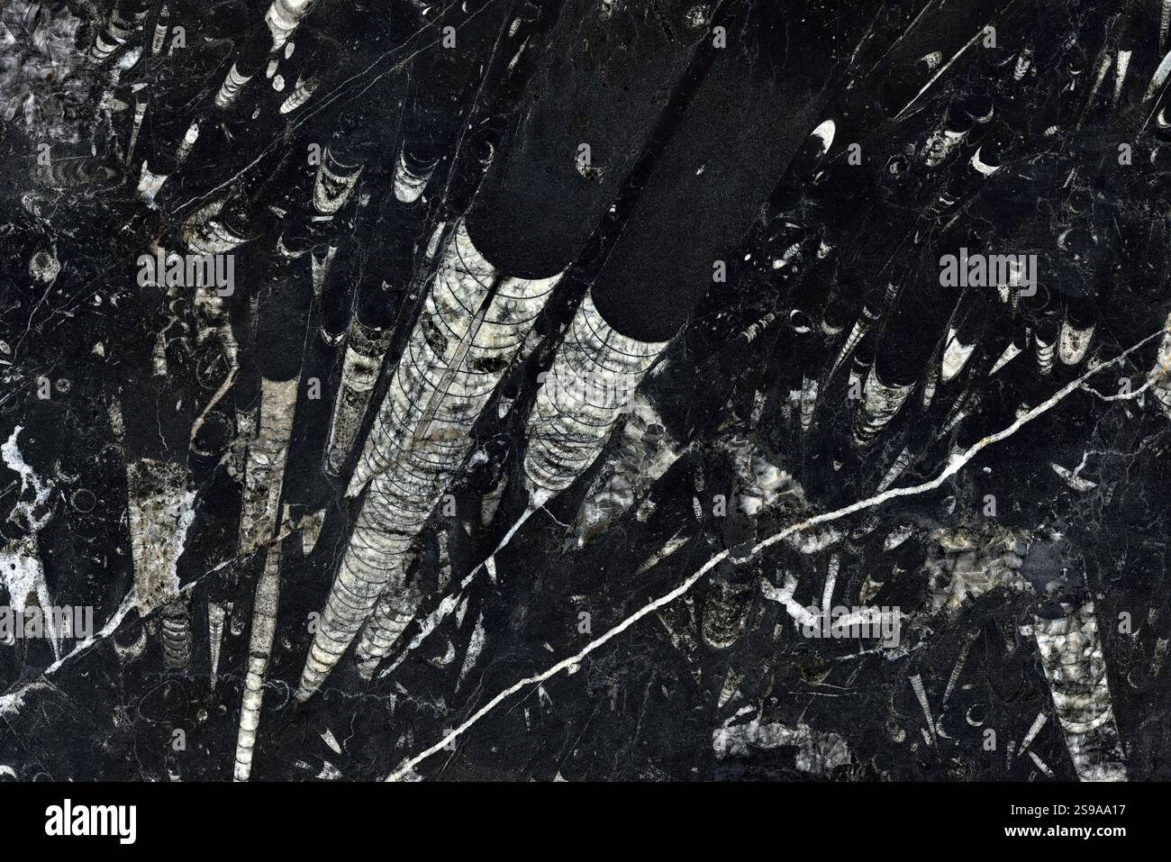 Natürliches Muster aus Marmor, schwarz und weiß, polierte Scheibe Mineral. Superhohe Auflösung. Nero Fossile, St. Petersburg Stockfoto