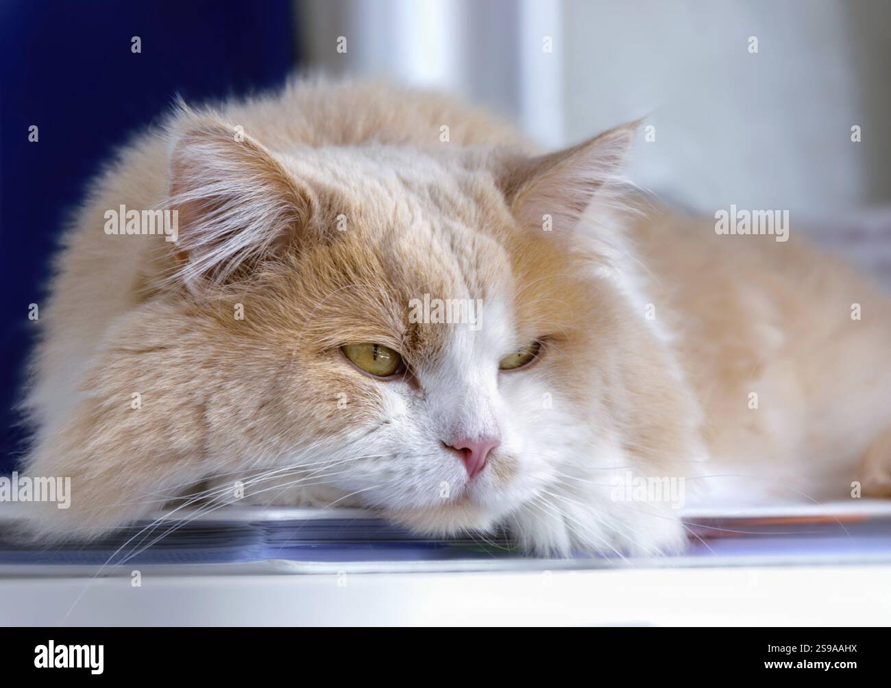 Ginger White Cat Closeup Haustierporträt Stockfoto