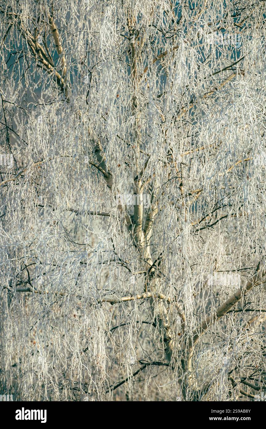 Textur gefrorener Birkenzweige im Winter, Vintage-Film-Vibe. Stockfoto