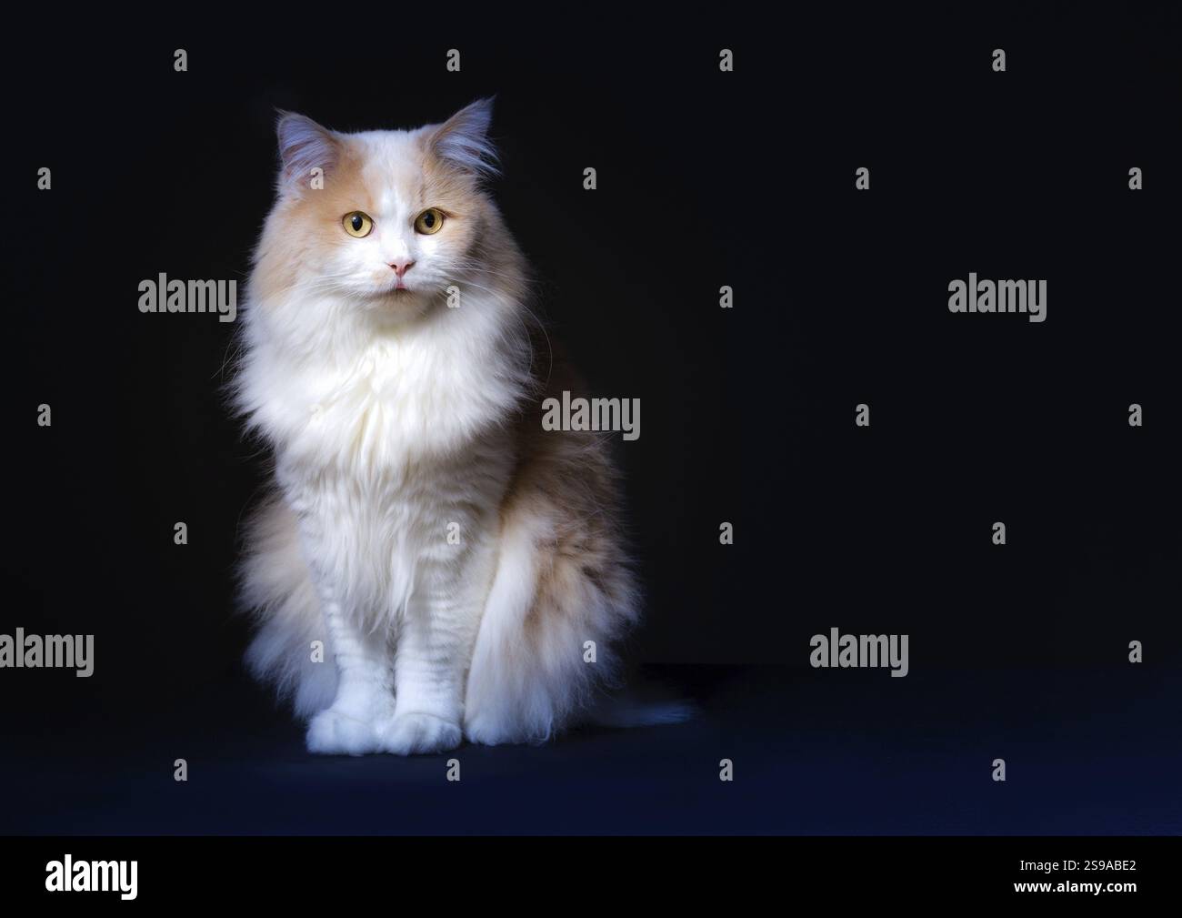 Ginger White Cat isoliert auf schwarzem Hintergrund. Tierporträt Stockfoto