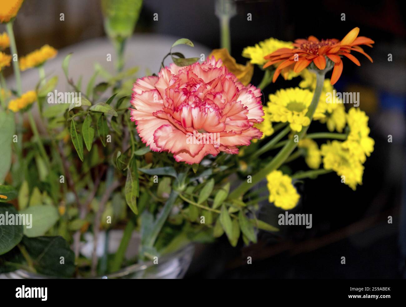 Nahaufnahme der Blume von Dianthus barbatus Sweet William, einer beliebten Ziergartenpflanze Stockfoto
