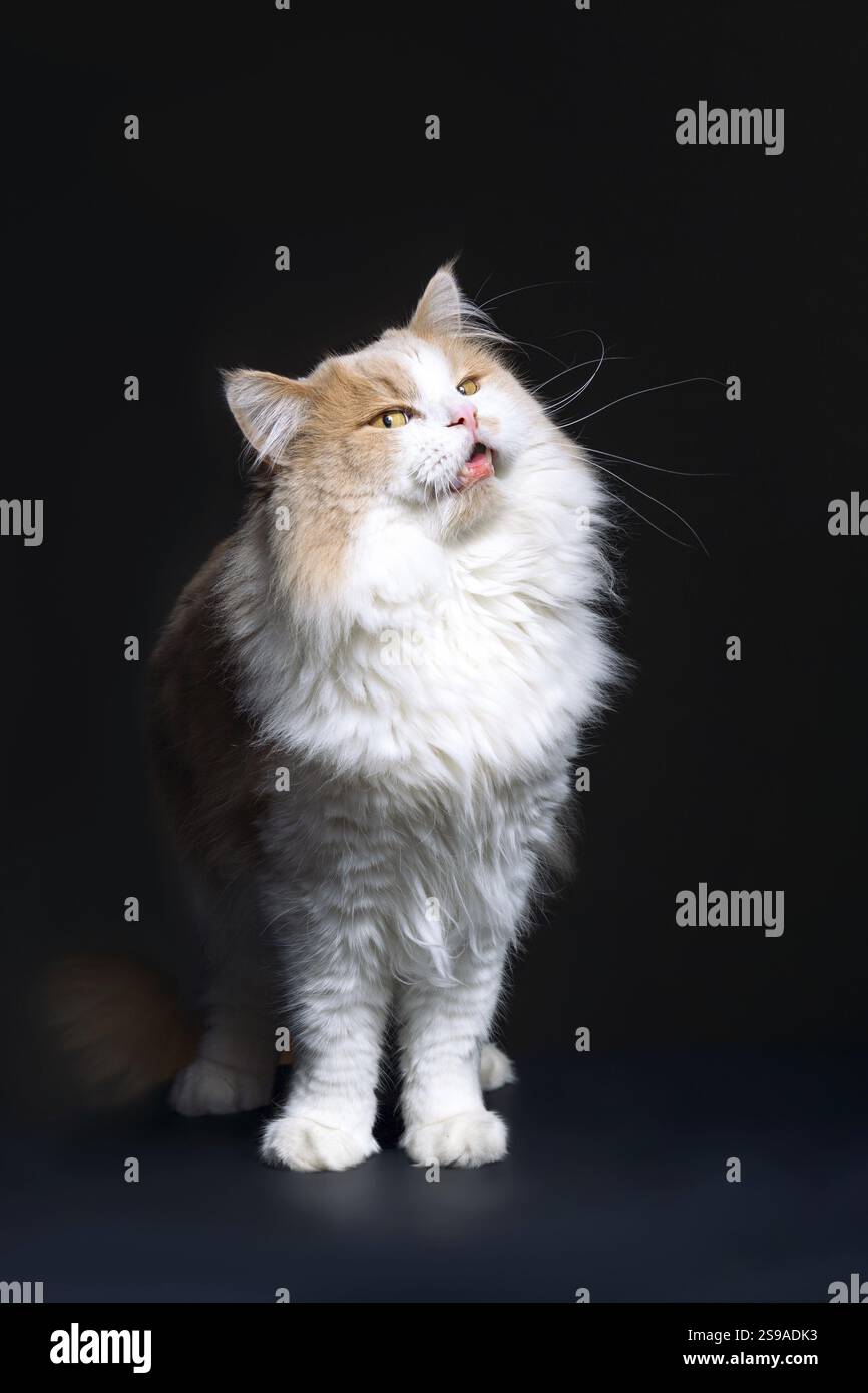 Ginger White Cat isoliert auf schwarzem Hintergrund. Tierporträt Stockfoto