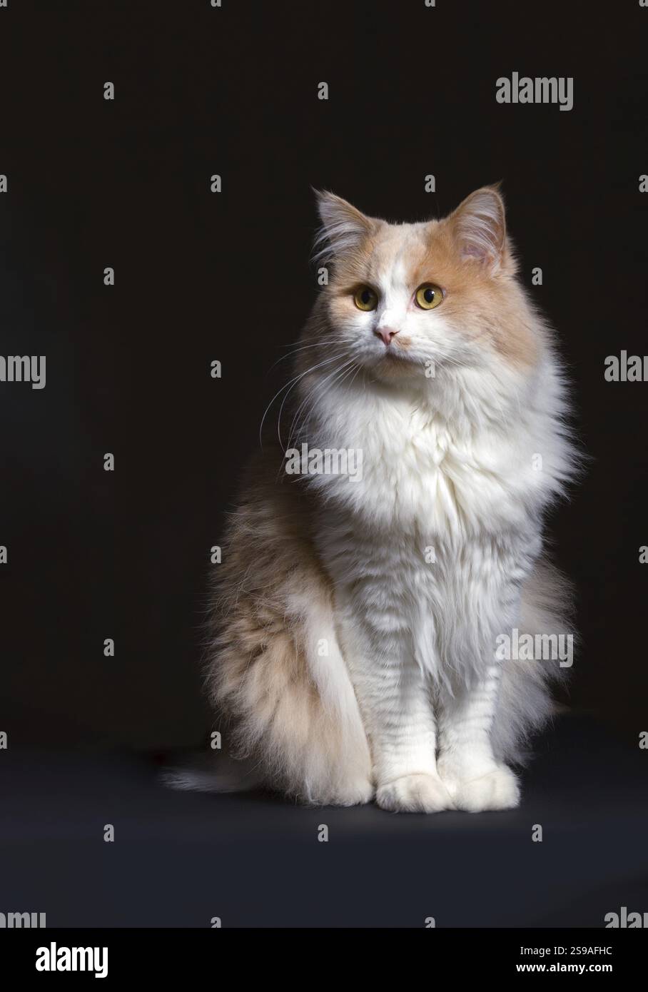 Ginger White Cat isoliert auf schwarzem Hintergrund. Tierporträt Stockfoto