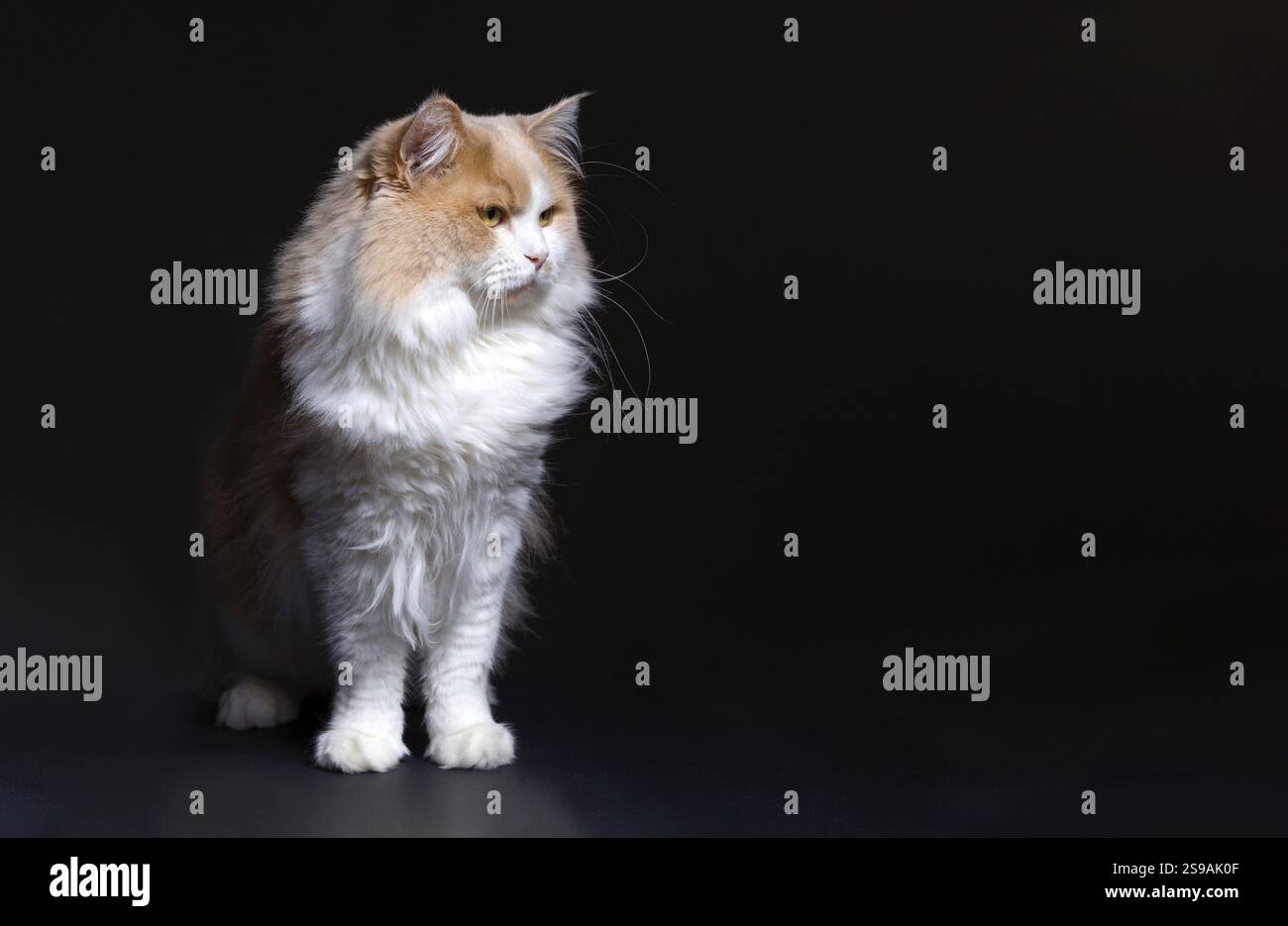 Ginger White Cat isoliert auf schwarzem Hintergrund. Tierporträt Stockfoto