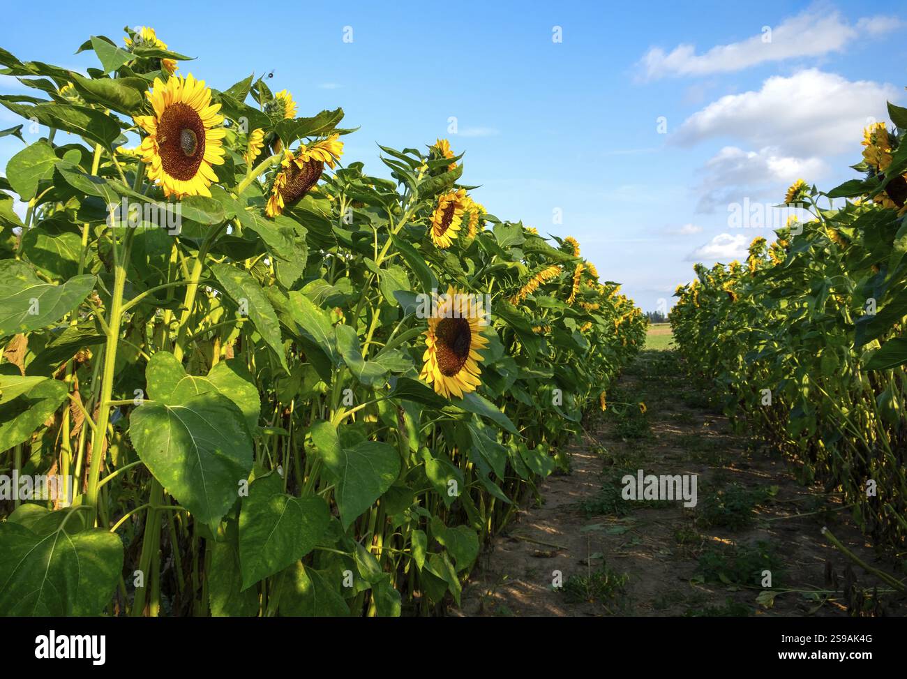 Ein Feld mit dekorativen Sonnenblumen mit orangefarbenen Blüten. Niedersachsen, Deutschland, Europa Stockfoto