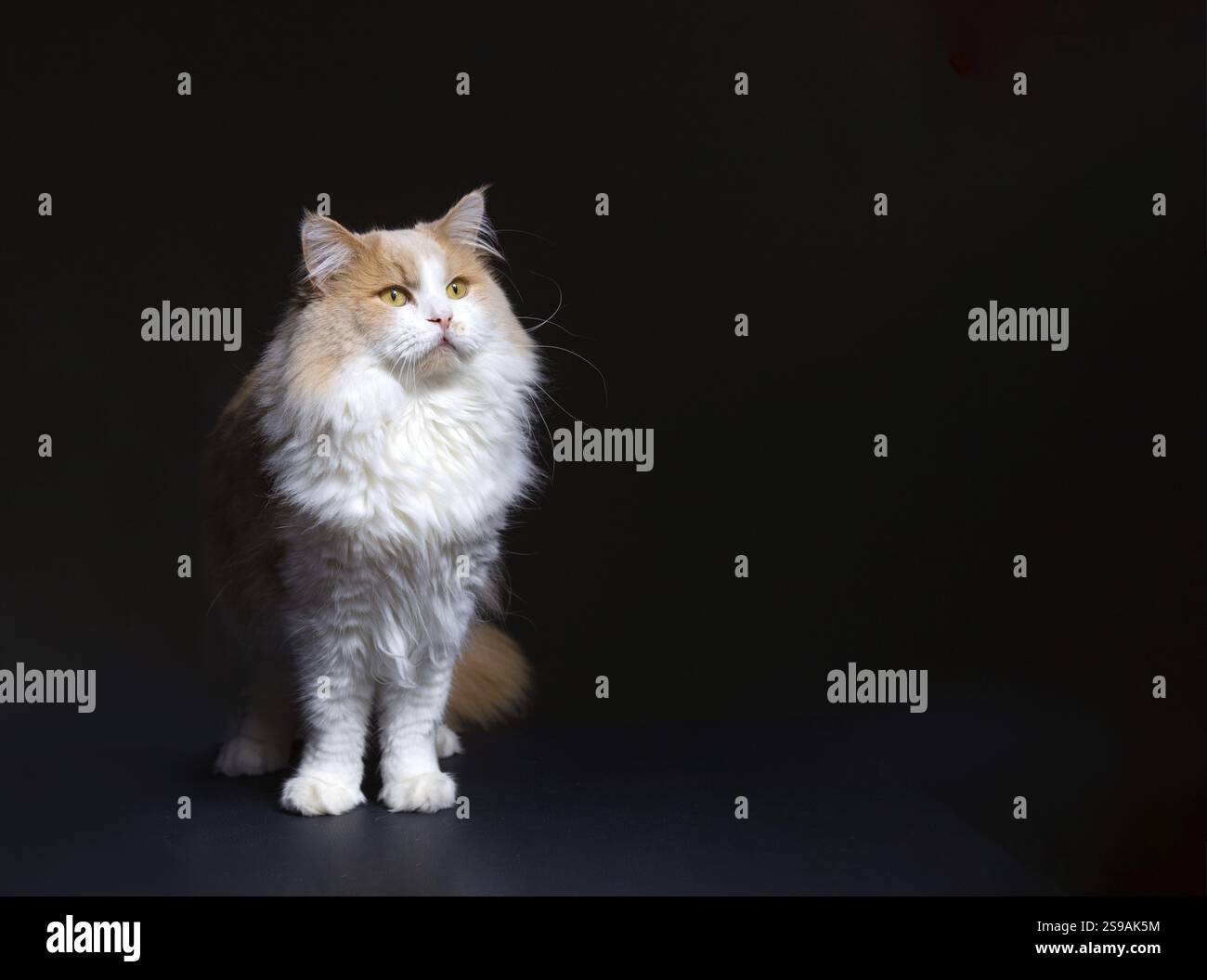 Ginger White Cat isoliert auf schwarzem Hintergrund. Tierporträt Stockfoto