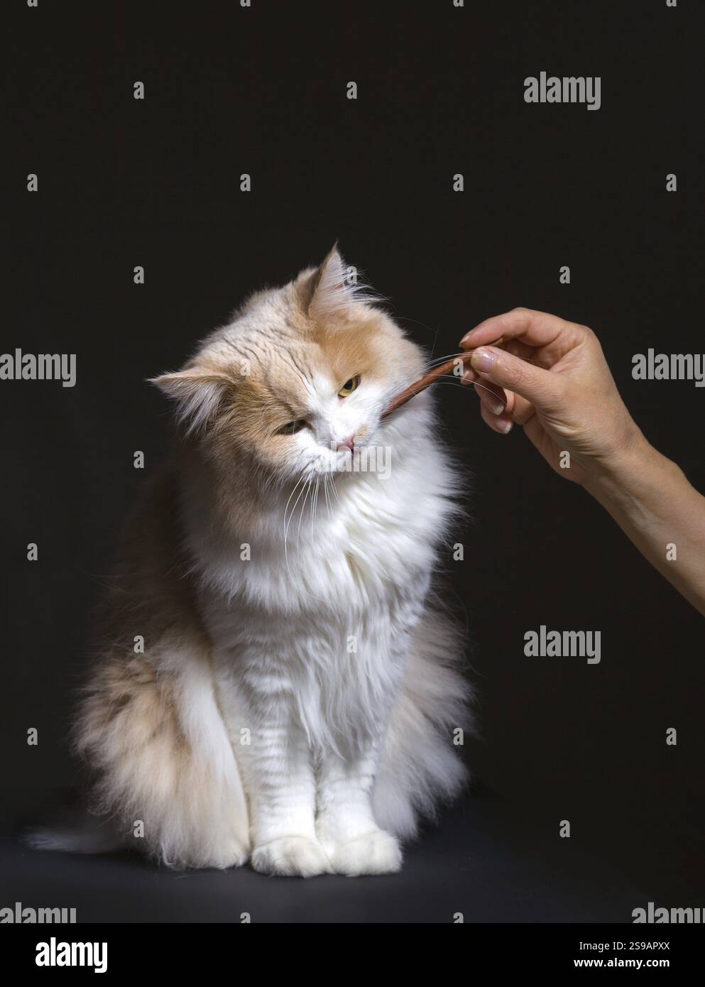 Ginger White Cat isoliert auf schwarzem Hintergrund. Tierporträt Stockfoto