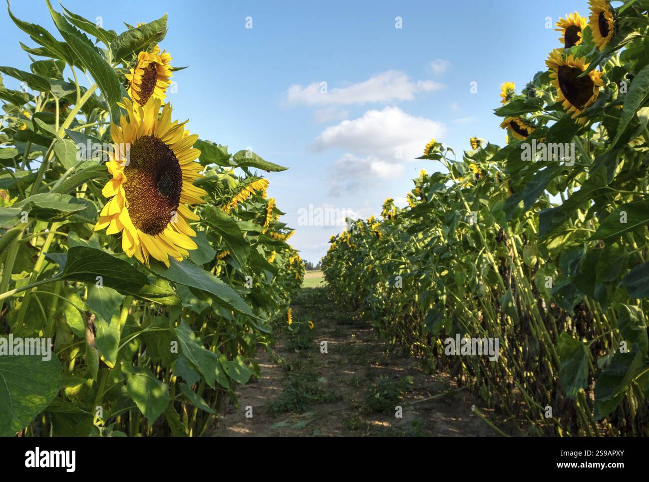 Ein Feld mit dekorativen Sonnenblumen mit orangefarbenen Blüten. Niedersachsen, Deutschland, Europa Stockfoto