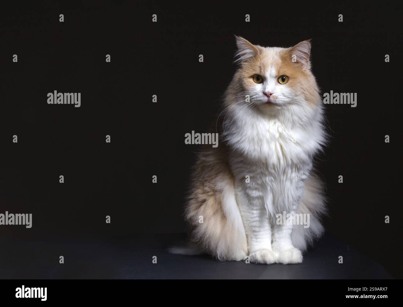 Ginger White Cat isoliert auf schwarzem Hintergrund. Tierporträt Stockfoto