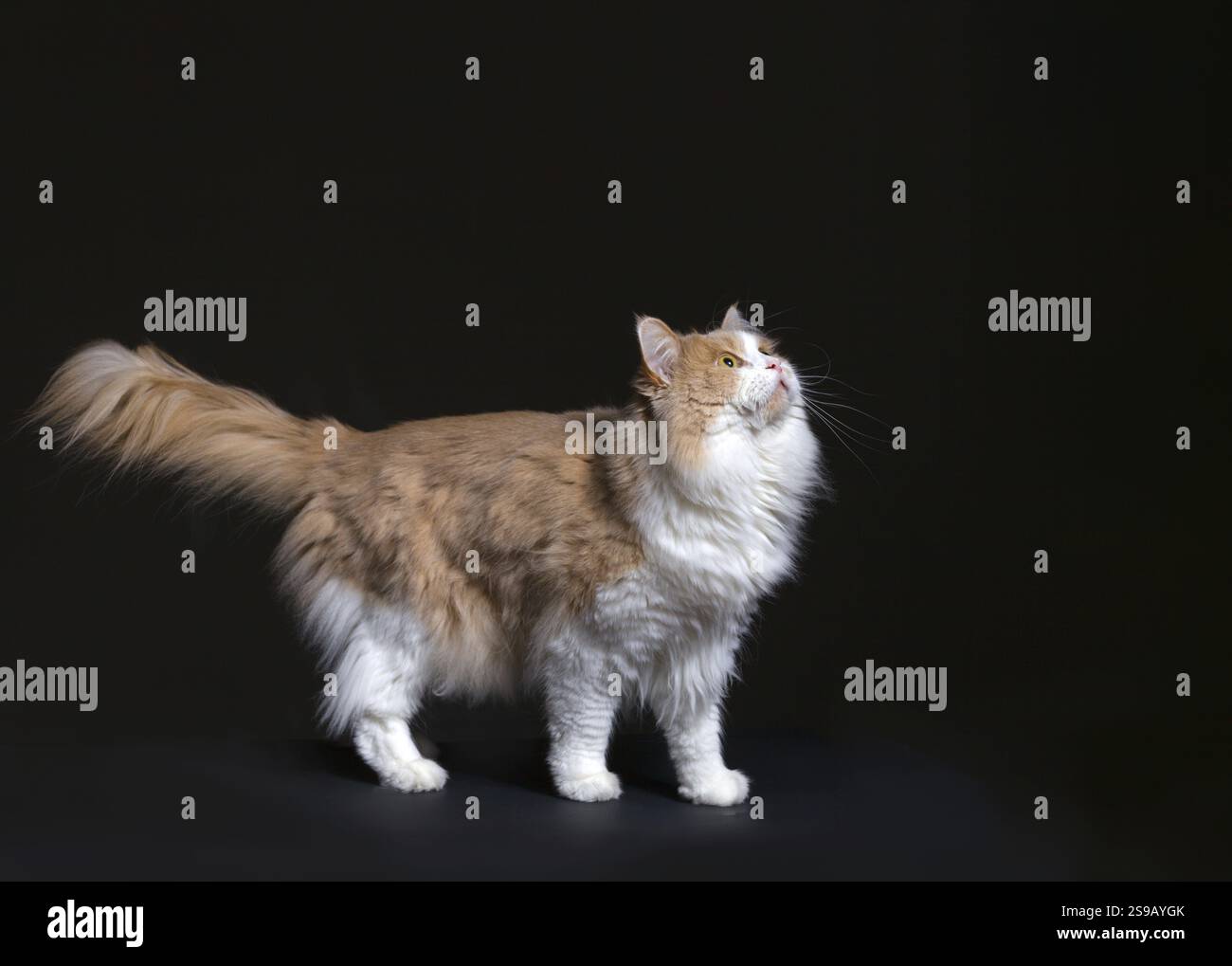 Ginger White Cat isoliert auf schwarzem Hintergrund. Tierporträt Stockfoto