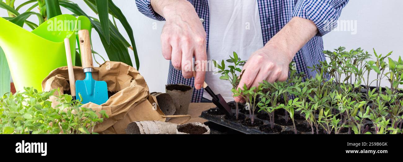 Ein Mann pflanzt junge Tomaten- und Paprikensetzlinge in Öko-Töpfe um, pflanzt Setzlinge aus Plastikbehältern in Torftöpfe, Prepa Stockfoto