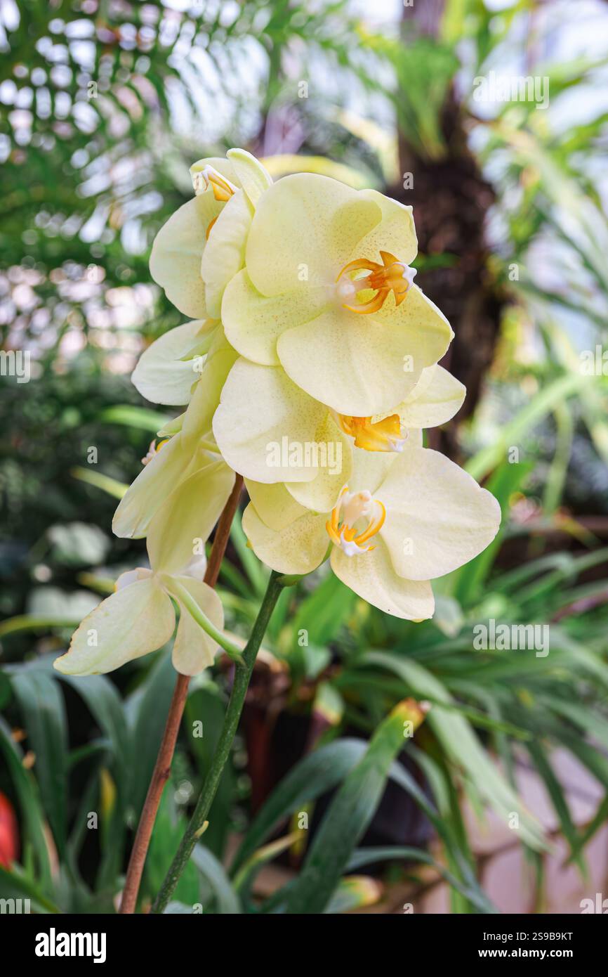 Zarte, frisch blühende gelbe Orchideenblüten, Phalaenopsis Lemon in natürlicher Umgebung im botanischen Garten. Gewächshaus, Gewächshaus, Orangerie, Garten Stockfoto