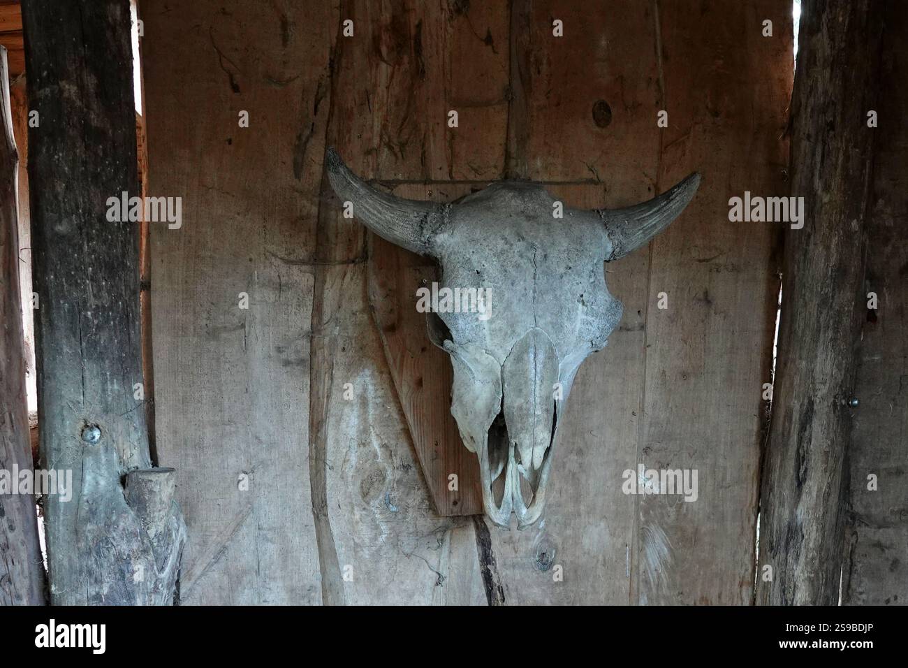 Schädel eines Bisons auf Holzdielen Stockfoto