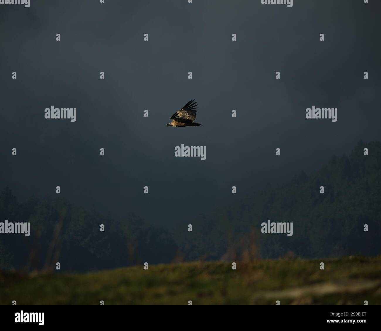Foto eines Geiers mit Teleobjektiv, der mit neutralen Farben und geringer Sättigung über den Wald gleitet Stockfoto