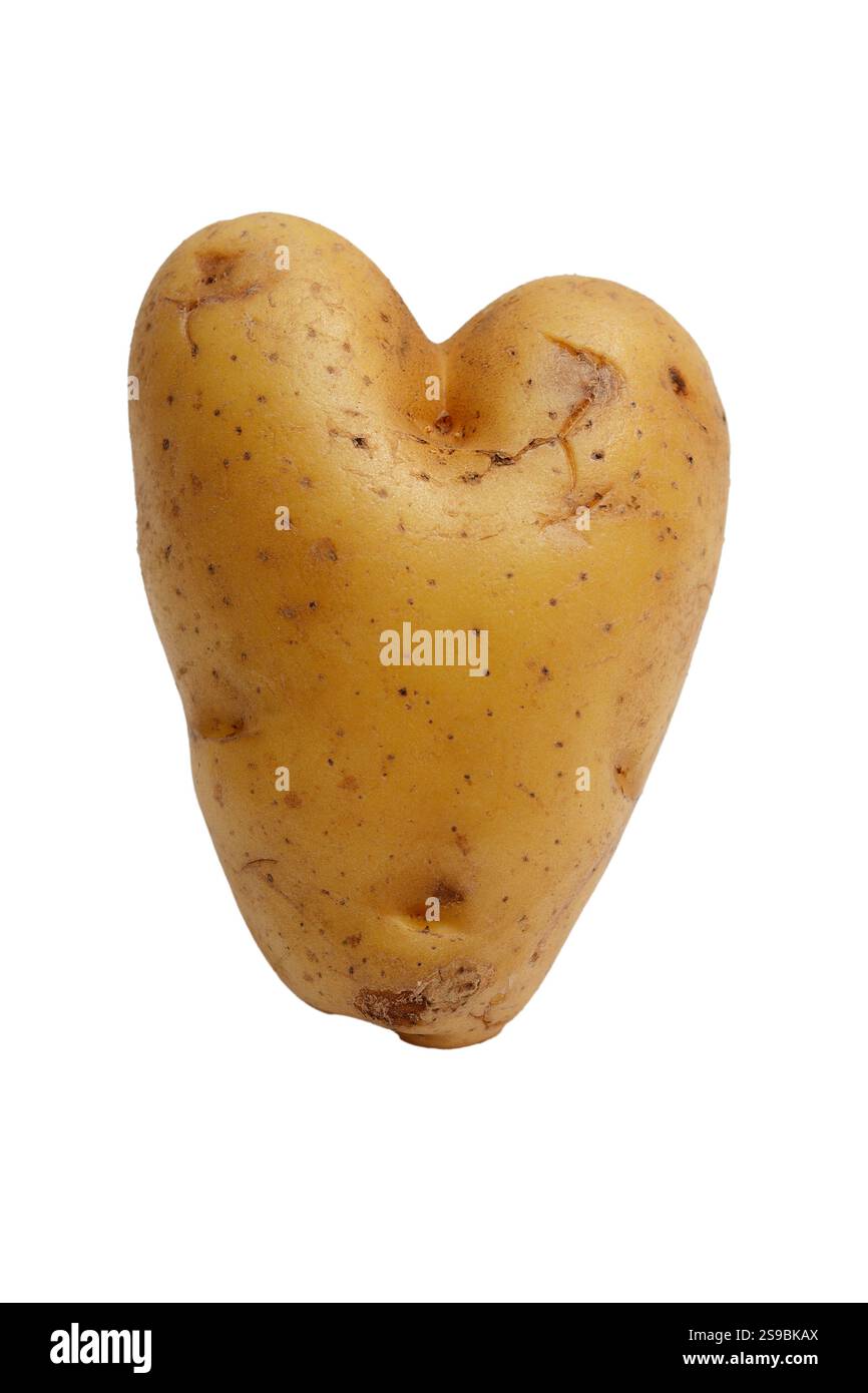 Ein Nahbild einer herzförmigen Kartoffel, die ihre schrullige und einzigartige natürliche Form zeigt. Dieses humorvolle Gemüse, geformt wie ein Liebesherz, repräsentiert Stockfoto