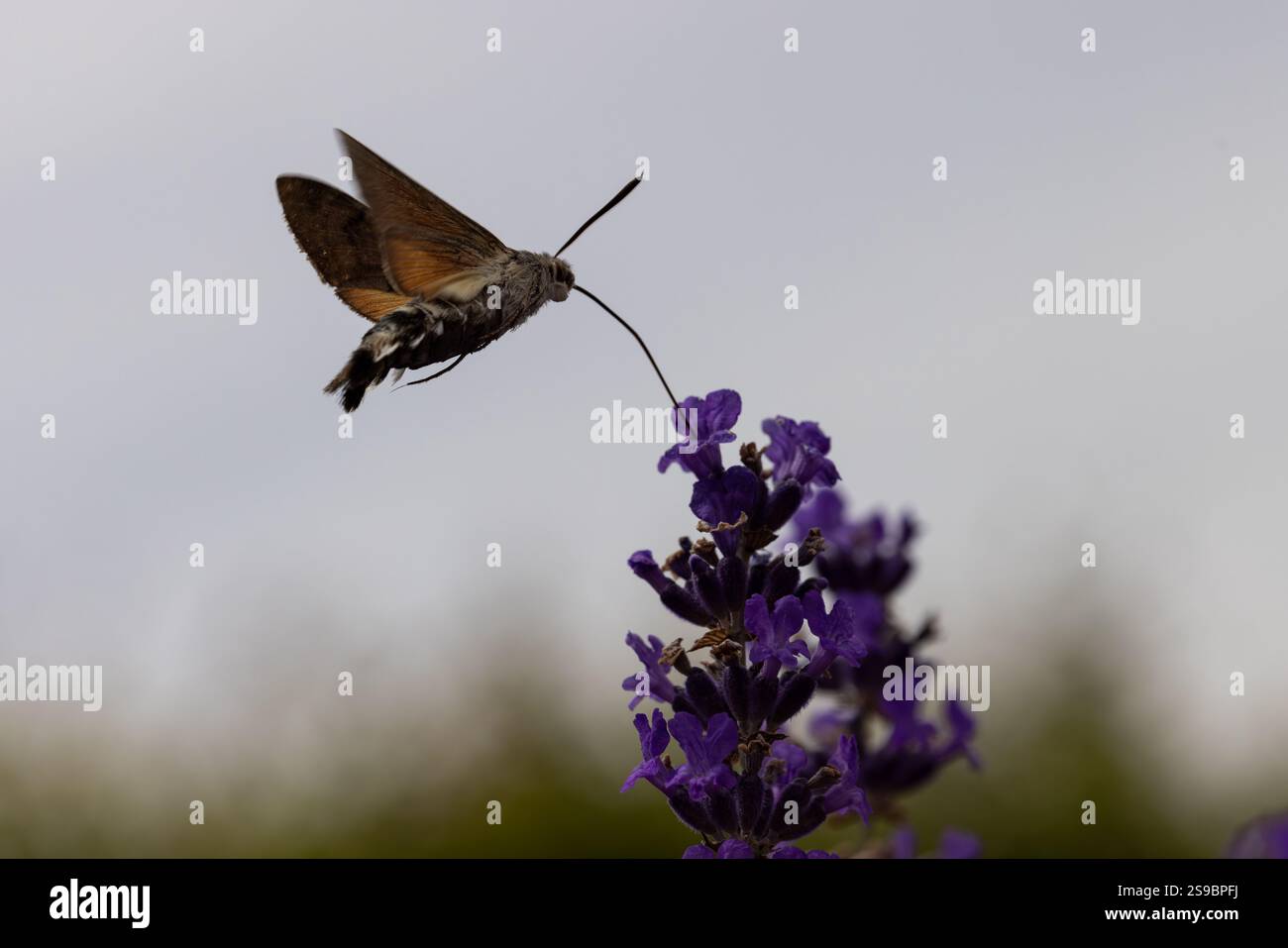 Kolibri-Falkenmotten, die sich vom Lavendel ernähren Stockfoto