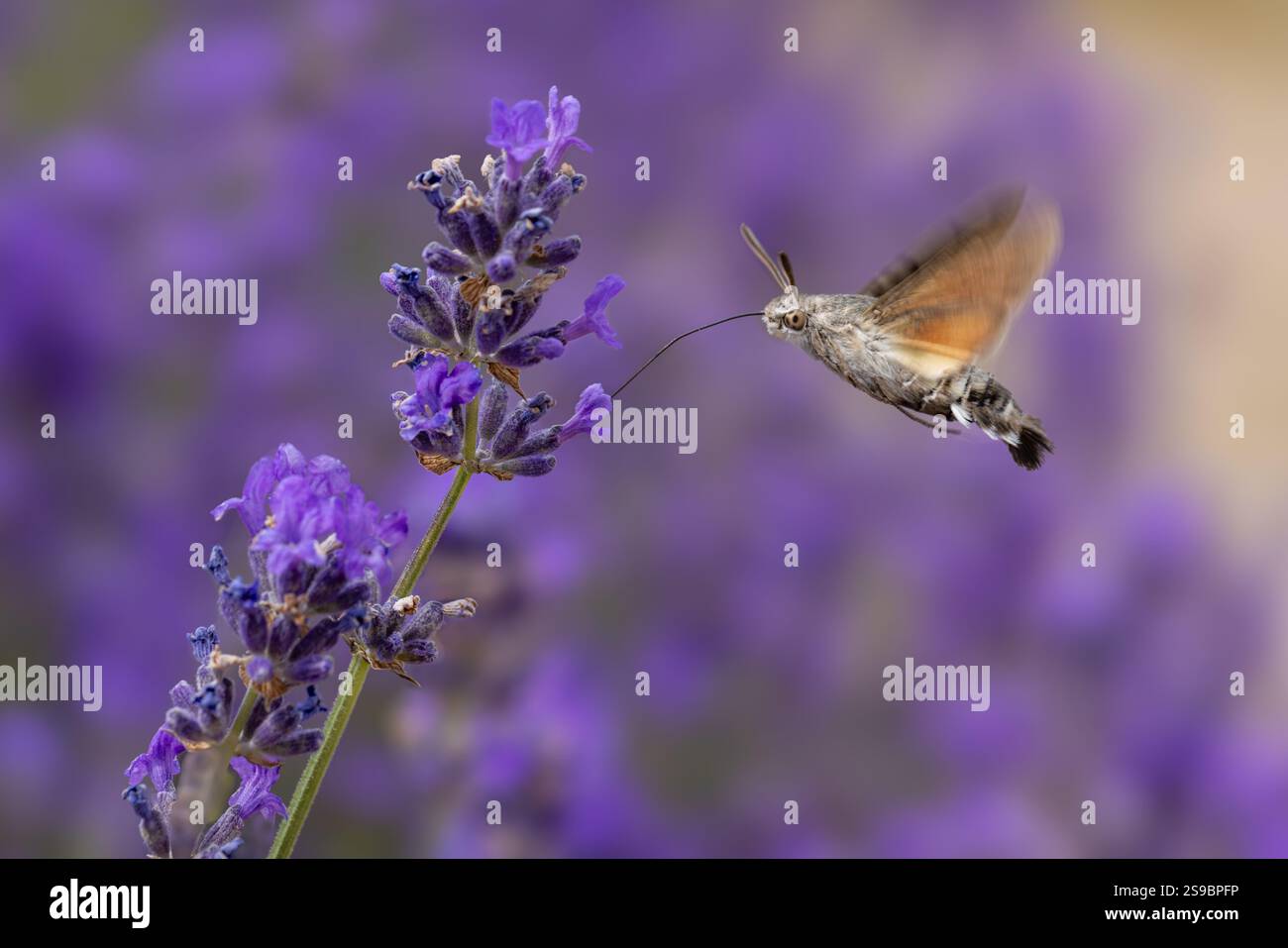 Kolibri-Falkenmotten, die sich vom Lavendel ernähren Stockfoto