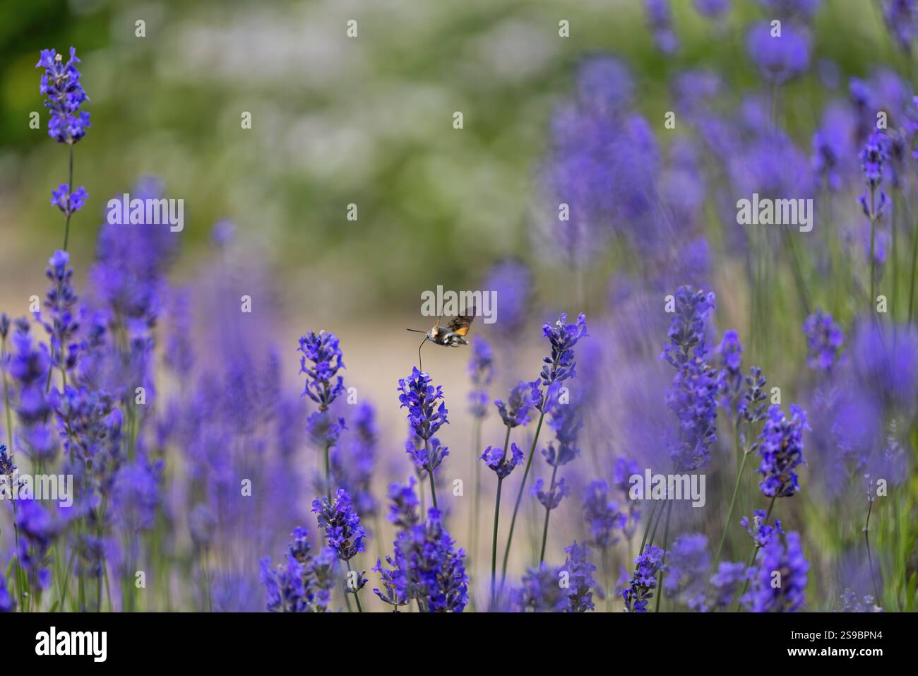 Kolibri-Falkenmotten, die sich vom Lavendel ernähren Stockfoto