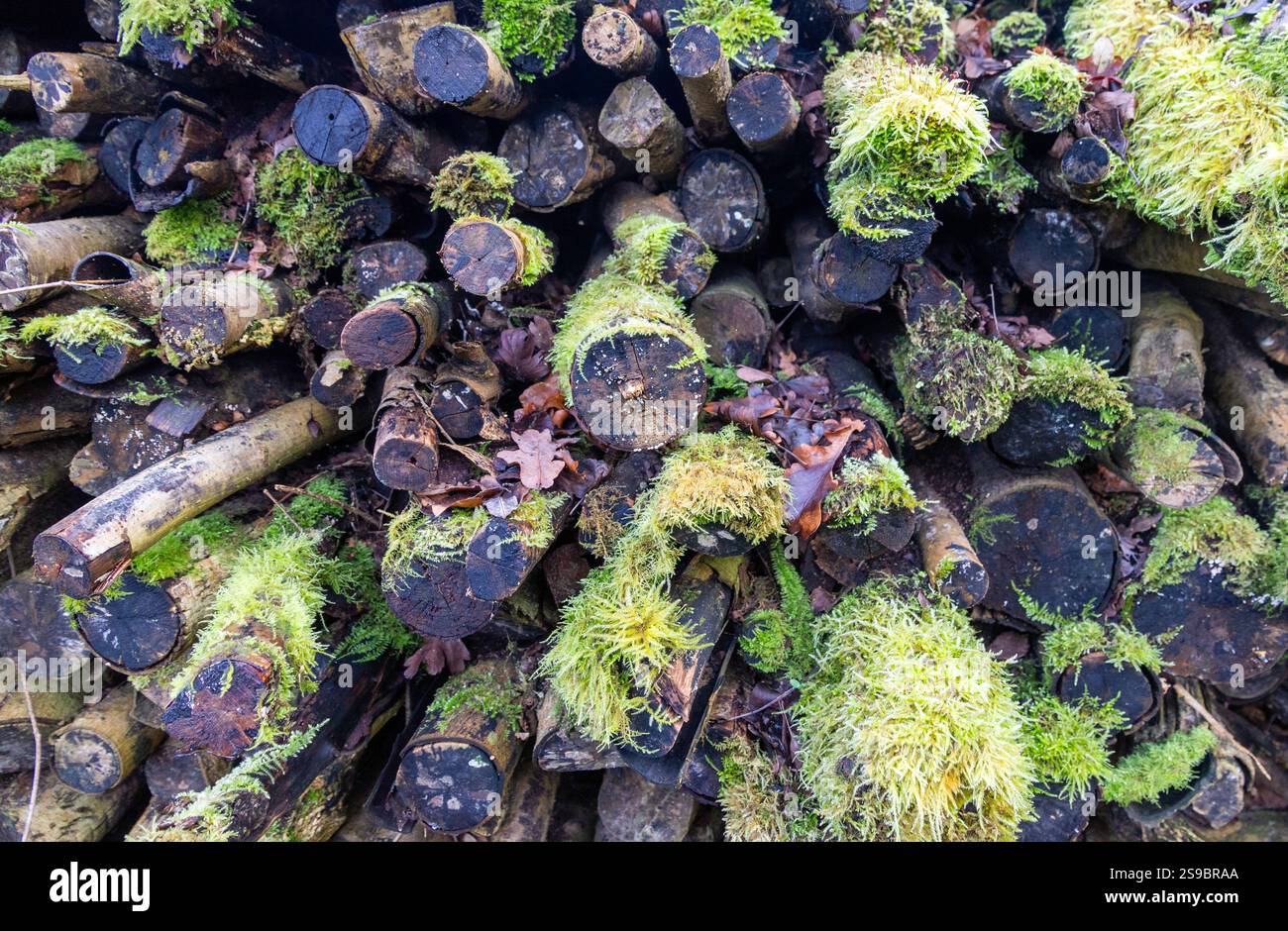 Logpile Hardwick Wood Cambridgeshire Stockfoto