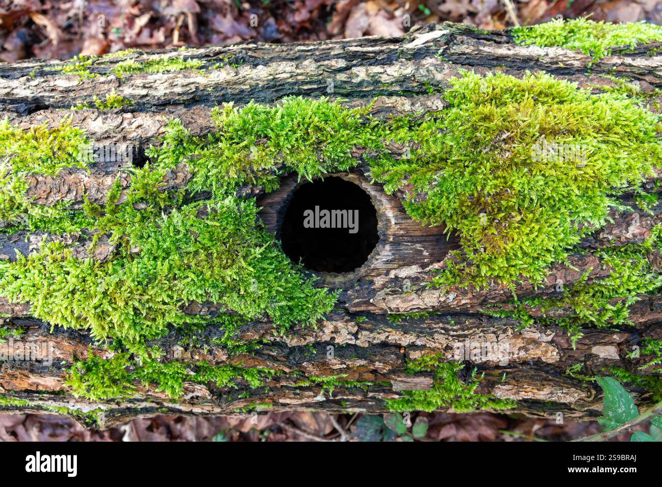 Spechloch in gefälltem Baumstamm Hardwick Wood Cambs UK Stockfoto