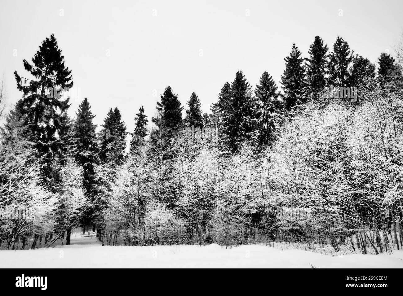 Fichte Picea ist ein Nadelbaum aus der Familie Pinaceae. Immergrüne Bäume. Fichte oder Fichte Picea abies ist in weit verbreitet Stockfoto