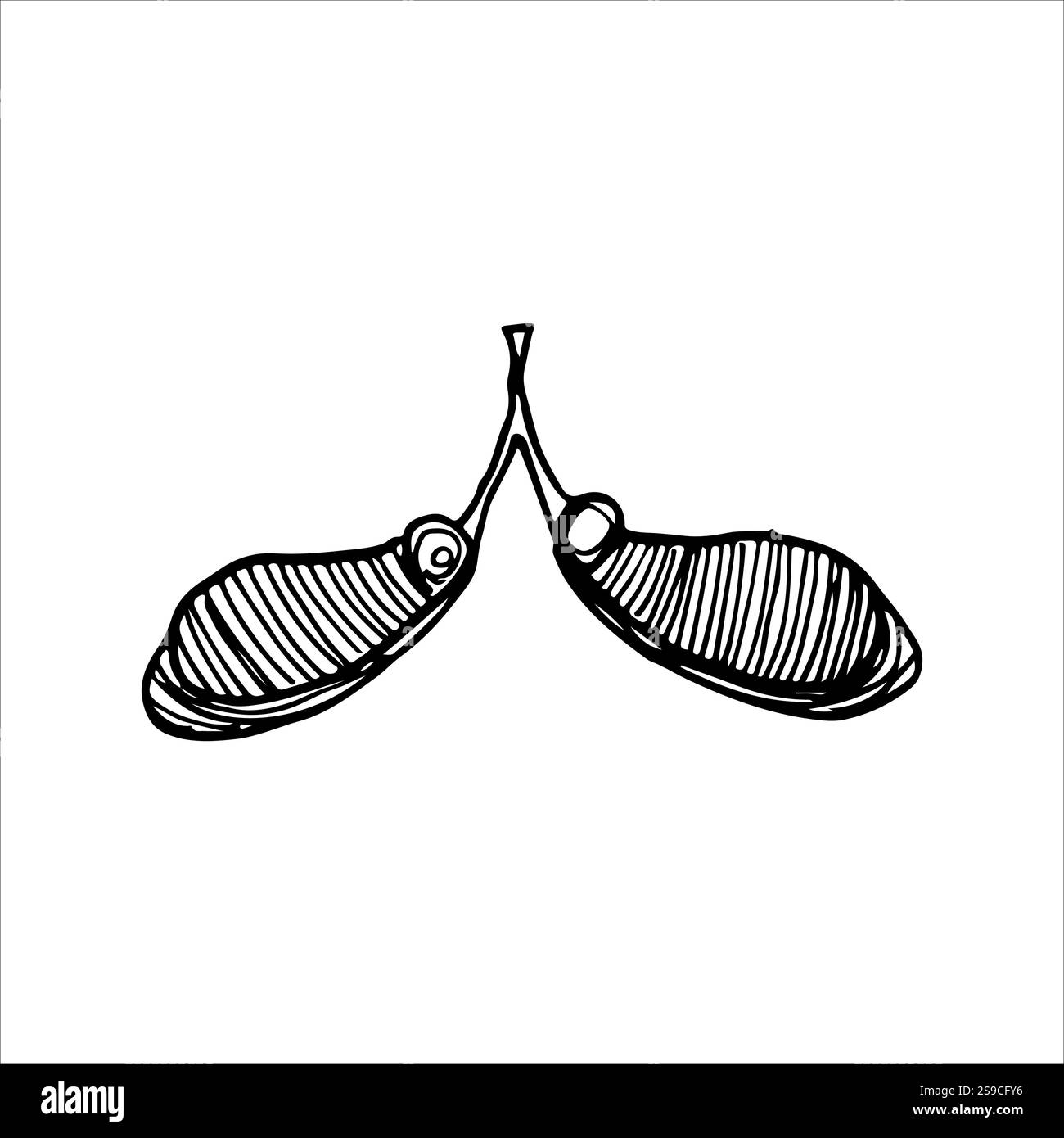 Minimale schwarz-weiße botanische Zeichnung eines Ahornkerns mit komplizierten Details. Ein einfaches und elegantes Design für naturinspirierte Illustrationen und Stock Vektor