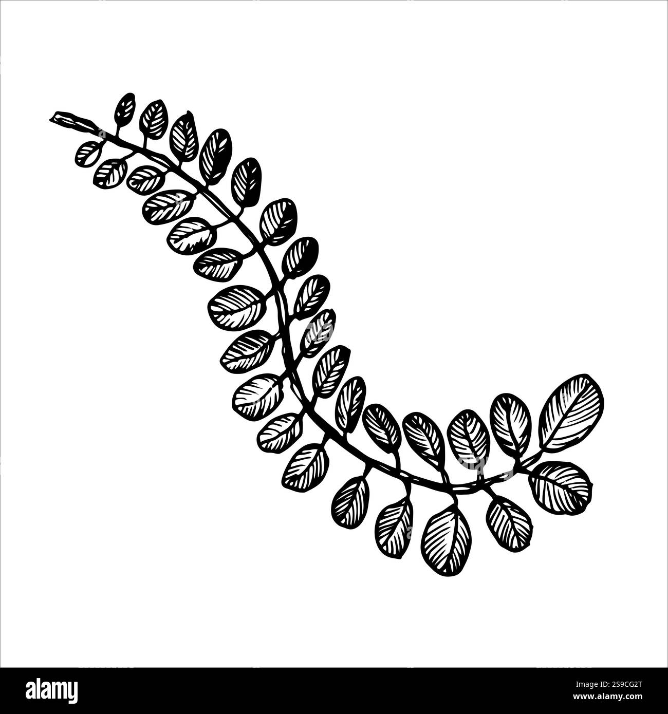 Komplexe schwarz-weiße Farnblatt-Skizze, ideal für botanische Designs, natürliche Dekorationen oder minimalistisch inspirierte Kunstprojekte Stock Vektor