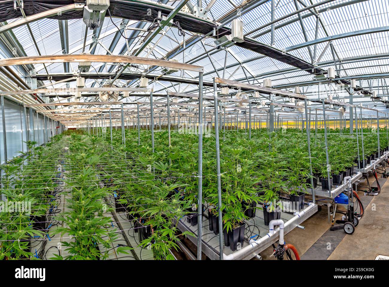 Vollautomatisiertes Gewächshaus, spezialisiert auf Cannabisanbau mit moderner Ausrüstung Stockfoto