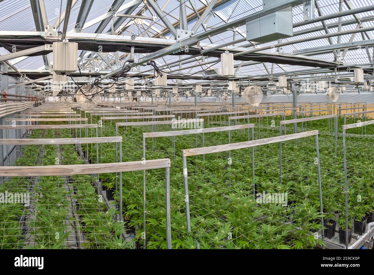 Vollautomatisiertes Gewächshaus, spezialisiert auf Cannabisanbau mit moderner Ausrüstung Stockfoto